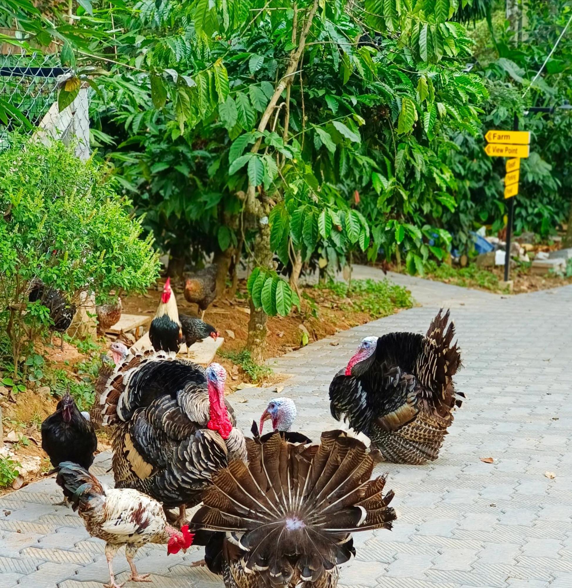 Sylvan Resort Wayanad Exterior photo