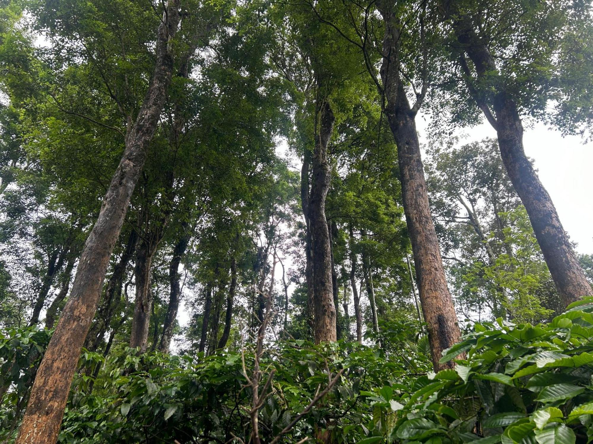 Sylvan Resort Wayanad Exterior photo
